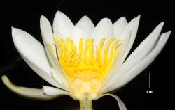 Nymphaea alba. L.S. of a flower showing tepals, stamens and the semi-inferior, syncarpic ovary with its incurved stylar processes, and the central apical residuum (receptacle stalk).
 Image: K.A. Ford © Landcare Research 2019 CC BY 3.0 NZ